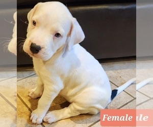 Dogo Argentino Puppy for Sale in INDIAN HEAD, Maryland USA