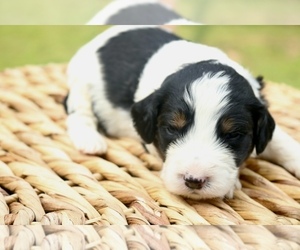 Bernedoodle Puppy for sale in KNOB NOSTER, MO, USA