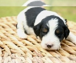 Image preview for Ad Listing. Nickname: Litter of 10