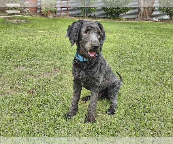 Medium Photo #2 Labrador Retriever-Unknown Mix Puppy For Sale in Clovis, CA, USA