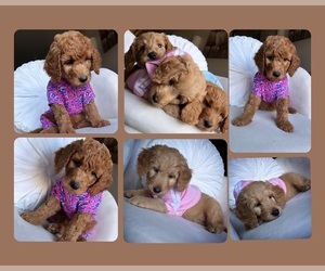 Goldendoodle Puppy for sale in NEWHALL, CA, USA