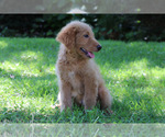 Small Photo #1 Goldendoodle Puppy For Sale in KERNERSVILLE, NC, USA