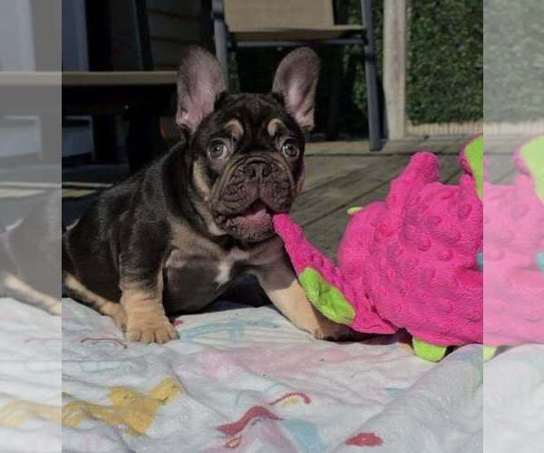 Medium Photo #3 French Bulldog Puppy For Sale in BOSTON, KY, USA