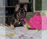 Small #2 French Bulldog