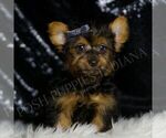 Puppy Shadow Yorkshire Terrier