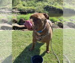Small #9 Mastiff Mix