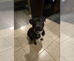 Small #11 American Staffordshire Terrier Mix