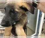 Small German Shepherd Dog