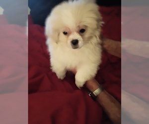 Peke-A-Poo Puppy for sale in DOTHAN, AL, USA