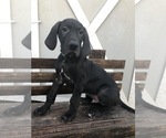 Small Photo #1 Great Dane Puppy For Sale in LAS VEGAS, NV, USA