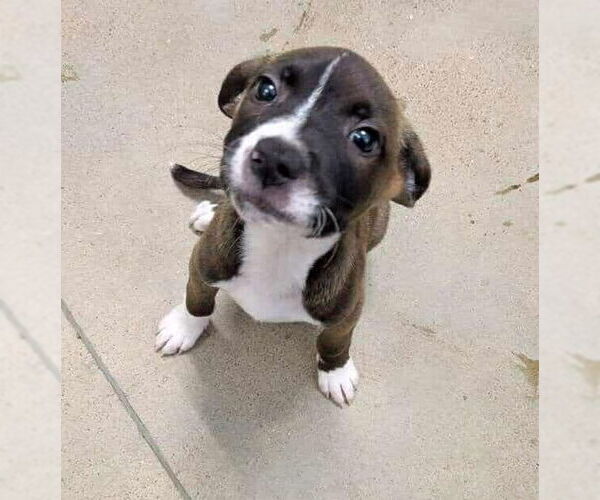 Medium Photo #2 American Pit Bull Terrier-Border Collie Mix Puppy For Sale in Princeton, MN, USA