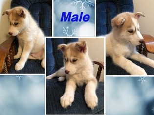 Siberian Husky Puppy for sale in BURKESVILLE, KY, USA
