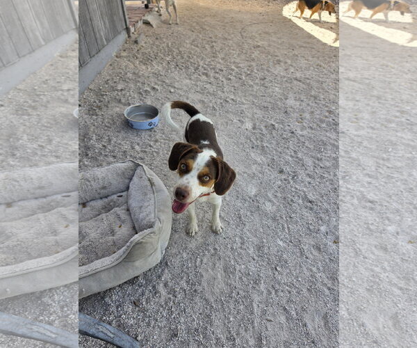 Medium Photo #5 Beagle Puppy For Sale in Las Vegas, NV, USA
