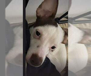 Rat-Cha Dogs for adoption in Grafton, WI, USA