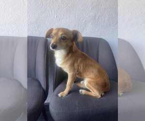 Chiweenie Dogs for adoption in Escondido, CA, USA
