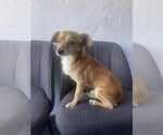 Small Chiweenie