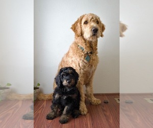 Golden Mountain Doodle Puppy for sale in VENTURA, CA, USA