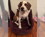 Small Photo #3 Boxer-English Coonhound Mix Puppy For Sale in Canal Winchester, OH, USA