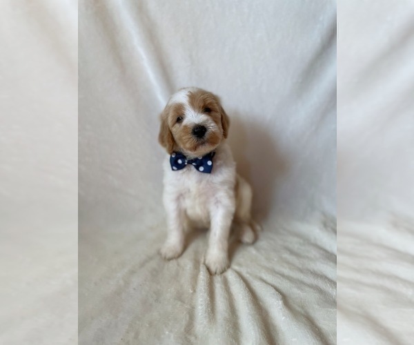 Medium Photo #3 Goldendoodle Puppy For Sale in CHESNEE, SC, USA