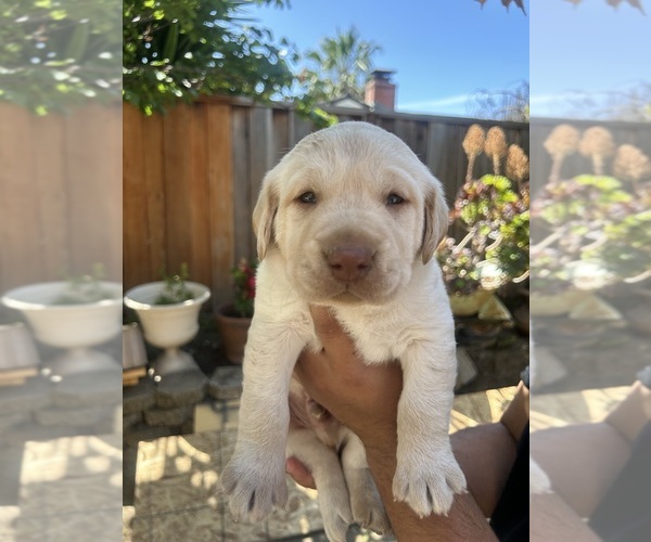 Medium Photo #2 Labrador Retriever Puppy For Sale in SAN JOSE, CA, USA