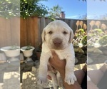 Small #1 Labrador Retriever