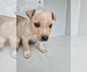 Labrador Retriever Dogs for adoption in Houston, TX, USA