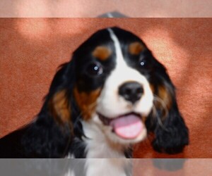 Cavalier King Charles Spaniel Puppy for Sale in FOLSOM, California USA