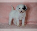 Small #3 Poodle (Standard)-Shepadoodle Mix