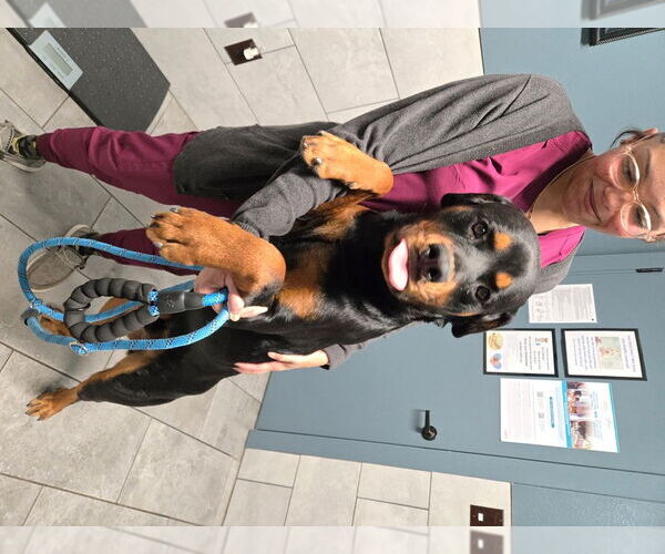 Medium Photo #2 Rottweiler Puppy For Sale in San Antonio, TX, USA