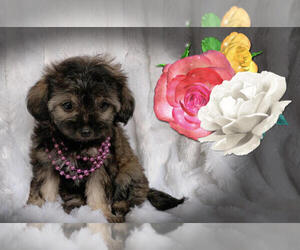 Maltese-Maltipoo Mix Puppy for sale in SAN FRANCISCO, CA, USA