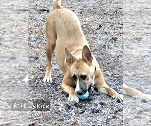 Kite - Female Mutt Dog for Adoption - Photo #6