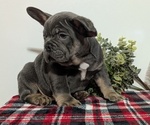 Small Photo #53 French Bulldog Puppy For Sale in GOSHEN, IN, USA
