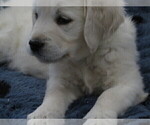 Small Photo #4 English Cream Golden Retriever Puppy For Sale in MECHANICSVILLE, MD, USA