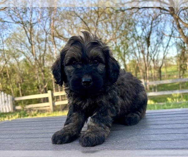 Medium Photo #9 Goldendoodle Puppy For Sale in KNOB NOSTER, MO, USA