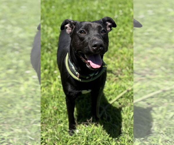 Medium Photo #5 Labrador Retriever-Unknown Mix Puppy For Sale in Virginia Beach, VA, USA