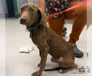 KJ - Male Colonial Cocker Spaniel-Labrador Retriever Mix Dog for Adoption - Photo #2