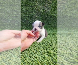 Boston Terrier Puppy for sale in SAN FERNANDO, CA, USA
