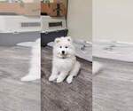 Small Photo #14 Samoyed Puppy For Sale in DALY CITY, CA, USA