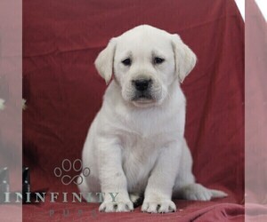Labrador Retriever Puppy for sale in BLAIN, PA, USA
