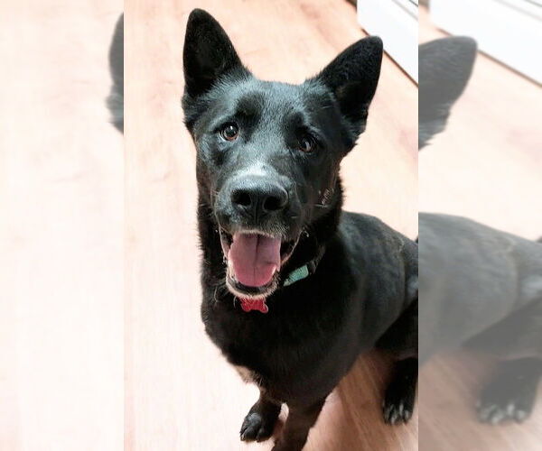 Medium Photo #2 Australian Kelpie-Unknown Mix Puppy For Sale in Boston, MA, USA