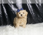 Small Photo #112 Maltipoo Puppy For Sale in WARSAW, IN, USA