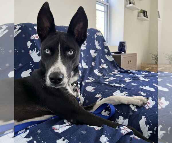 Medium Photo #5 Collie-Unknown Mix Puppy For Sale in Boston, MA, USA