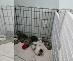 Small #5 Pomeranian