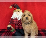 Small Photo #1 Cavapoo Puppy For Sale in DUNDEE, OH, USA