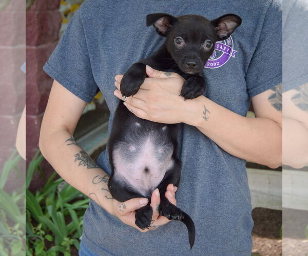 Medium Photo #4 Chiranian Puppy For Sale in Huntley, IL, USA