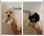 Small Photo #1 Zuchon Puppy For Sale in BROWNSTOWN, MI, USA