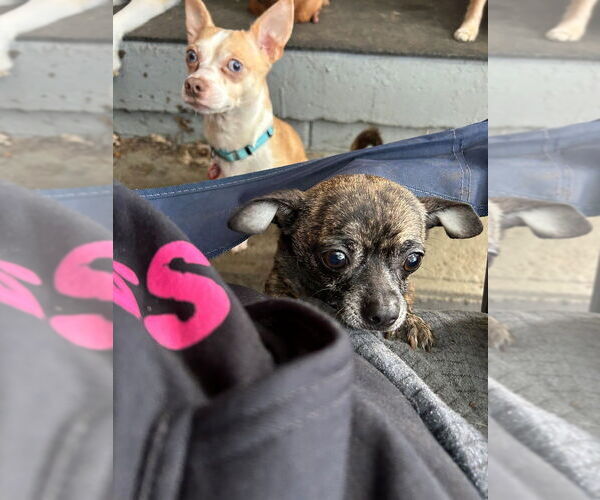 Medium Photo #4 Chihuahua-Unknown Mix Puppy For Sale in Springdale, PA, USA