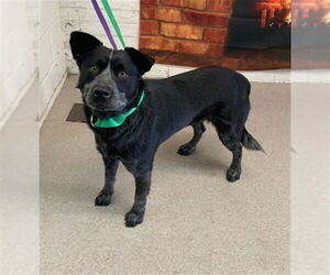 Mutt Dogs for adoption in San Bernardino, CA, USA