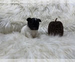 Small Photo #32 Shiranian Puppy For Sale in HAYWARD, CA, USA