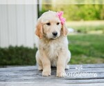 Small #5 Golden Retriever